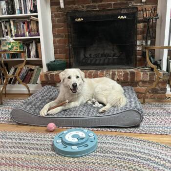Albania Joy aka Bear -  Great Pyrenees Dog for Adoption in Youngsville, North Carolina - Albania Joy Aka Bear | PetCurious