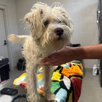 Benny -  Terrier Dog for Adoption in Englewood, Florida - Benny | PetCurious