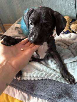 Rescue Labrador Retriever and Terrier Dogs for Adoption in San Diego, California - Chance | PetCurious