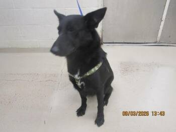 Viva(859) -  German Shepherd Dog and Border Collie Dog for Adoption in Marietta, Georgia - Viva(859) | PetCurious