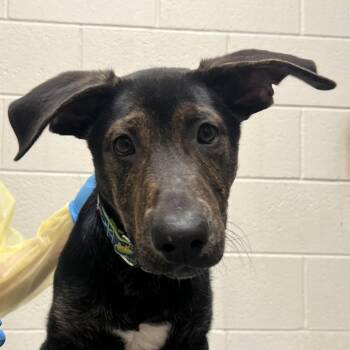 Mixed Breed Dogs Available for Adoption - Moodong | PetCurious