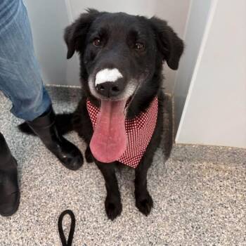 Mucksley -  Black Labrador Retriever Dog for Adoption in Prineville, Oregon - Mucksley | PetCurious