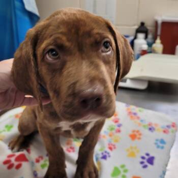 Mixed Breed Dogs Available for Adoption in Lake Panasoffkee, Florida - Duke | PetCurious
