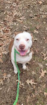 Rescue American Staffordshire Terrier and Pit Bull Terrier Dogs for Adoption in Chattanooga Valley, Georgia - Moxy | PetCurious