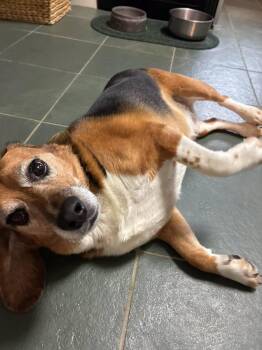 Charlie -  Beagle Dog for Adoption in Markham, Ontario - Charlie | PetCurious