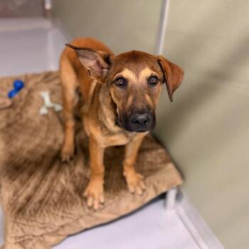 La Croix -  Mixed Breed Dog for Adoption in Spokane, Washington - La Croix | PetCurious
