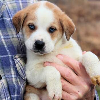 Rescue Labrador Retriever Dogs for Adoption in Eastford, Connecticut - CT Shiver Avail Nov 29 | PetCurious