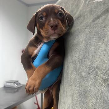 Sicilian Lemon -  Doberman Pinscher and Mixed Breed Dog for Adoption in Salt Lake City, Utah - Sicilian Lemon | PetCurious