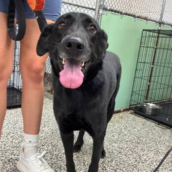 Keanu -  Mixed Breed Dog for Adoption in Fredericksburg, Virginia - Keanu | PetCurious