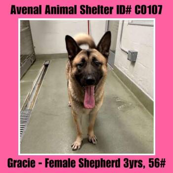Rescue Shepherd and Akita Dogs for Adoption in Avenal, California - Gracie | PetCurious