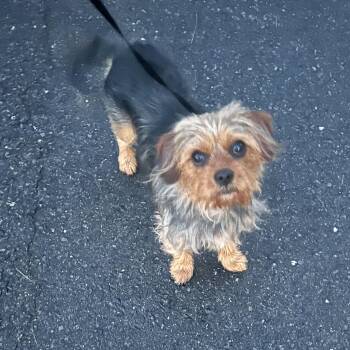 Yorkshire Terrier and Cavalier King Charles Spaniel Dogs Available for Adoption in Glocester, Rhode Island - Oliver | PetCurious