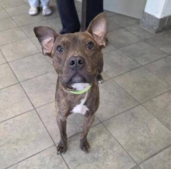 Terrier Dogs Available for Adoption - KIRK | PetCurious