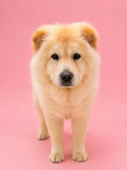 Chow Fun -  Chow Chow Dog for Adoption in Palo Alto, California - Chow Fun | PetCurious