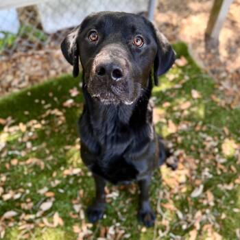 Mixed Breed Dogs Available for Adoption in Milton, Florida - Chief | PetCurious