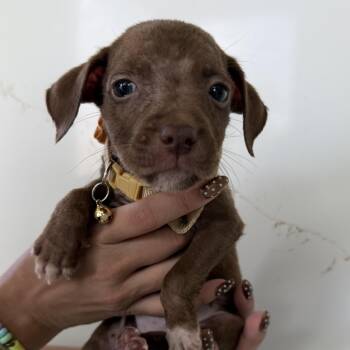 Cici - A Tea Cup Pup -  Chihuahua and Beagle Dog for Adoption in Carolina, Carolina - Cici - A Tea Cup Pup | PetCurious