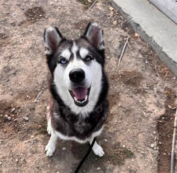CLEO -  Siberian Husky Dog for Adoption in Tustin, California - CLEO | PetCurious