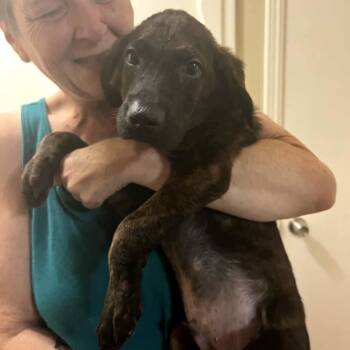 Bear -  Shepherd and Labrador Retriever Dog for Adoption in Yukon, Oklahoma - Bear | PetCurious