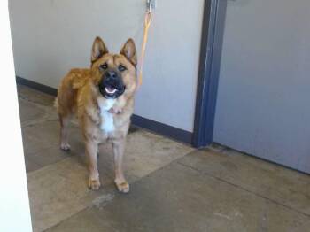 LUFFY -  Chow Chow and Mixed Breed Dog for Adoption in Ontario, California - LUFFY | PetCurious