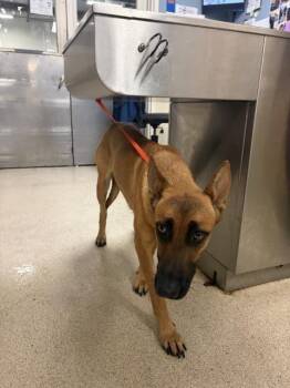 RUE -  Belgian Shepherd Malinois Dog for Adoption in Riverside, California - RUE | PetCurious