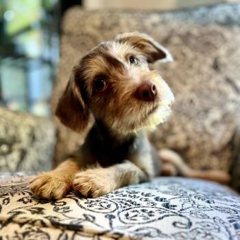 Biscoff -  Terrier Dog for Adoption in Wake Forest, North Carolina - Biscoff | PetCurious