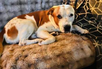 Chico -  American Staffordshire Terrier Dog for Adoption in Newcastle, California - Chico | PetCurious