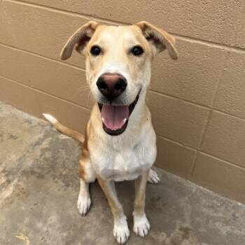 Tex -  Terrier and Carolina Dog Dog for Adoption in Ojai, California - Tex | PetCurious
