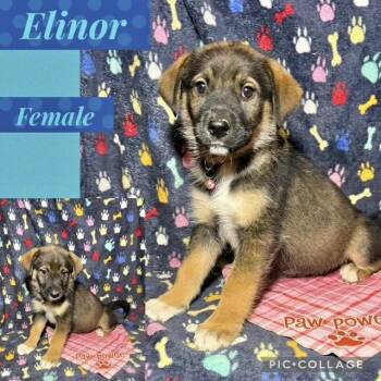 Shepherd Dogs Available for Adoption in Manchester, Connecticut - Elinor | PetCurious