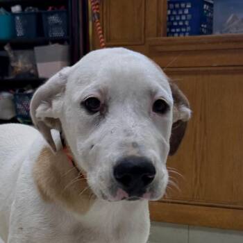 Mixed Breed Dogs Available for Adoption in Jacksonville, Arkansas - Aayla | PetCurious