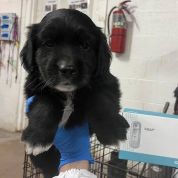 Mountain Dog Dogs Available for Adoption in Edinburg, Texas - Raven | PetCurious