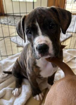 Terrier Dogs Available for Adoption in Candler, North Carolina - Luella | PetCurious