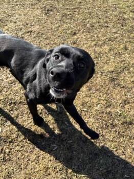 Black Labrador Retriever and Mixed Breed Dogs Available for Adoption - Ace | PetCurious