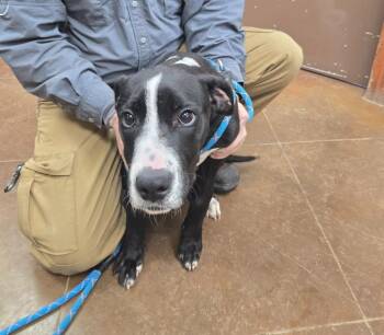 Milo -  Cane Corso and Mixed Breed Dog Available for Adoption in Junction, Texas - Milo | PetCurious