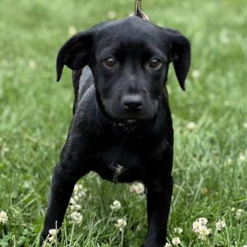 Baby -  Labrador Retriever Dog Available for Adoption in South Elgin, Illinois - Baby | PetCurious