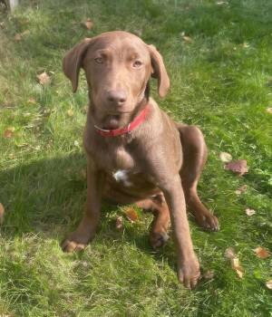 Presley -  Labrador Retriever and Hound Dog for Adoption in Crown Point, Indiana - Presley | PetCurious