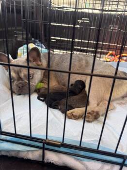  -  French Bulldog and Miniature Poodle Dog for Adoption in Los Angeles, California | PetCurious