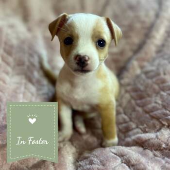 Scotch Tape -  Chihuahua and Basenji Dog for Adoption in Chico, California - Scotch Tape | PetCurious
