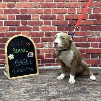 Bagel -  Pit Bull Terrier Dog for Adoption in Albany, New York - Bagel | PetCurious
