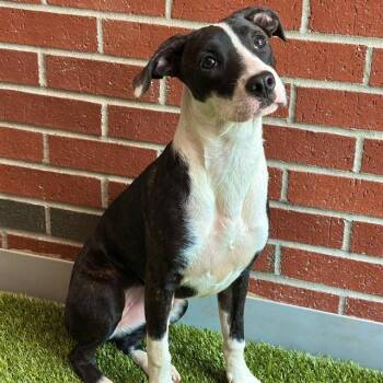 KIERNAN -  Mixed Breed Dog for Adoption in Edmond, Oklahoma - KIERNAN | PetCurious