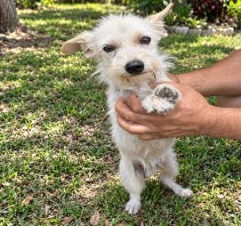 Max -  Maltese Dog for Adoption in Tifton, Georgia - Max | PetCurious