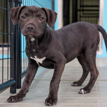 Pit Bull Terrier and Mixed Breed Dogs Available for Adoption in Bradenton, Florida - Marceline | PetCurious