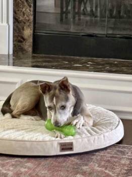 Rescue Pit Bull Terrier Dogs for Adoption in St. Peters, Missouri - Molly | PetCurious