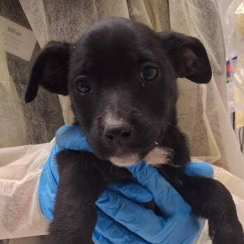 Kimura Riesling -  Mixed Breed Dog for Adoption in Murray, Utah - Kimura Riesling | PetCurious
