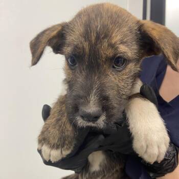 Terrier Dogs Available for Adoption - Scrabble | PetCurious