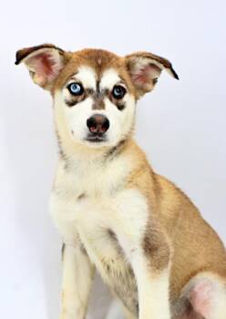 Fawn -  Siberian Husky and Mixed Breed Dog Available for Adoption in Morton Grove, Illinois - Fawn | PetCurious