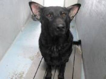 Shepherd Dogs Available for Adoption - Luna | PetCurious