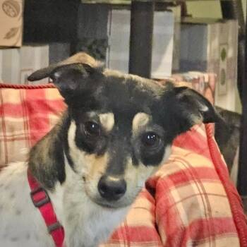 Nova (IL) -  Rat Terrier Dog for Adoption in Atlanta, Georgia - Nova (IL) | PetCurious