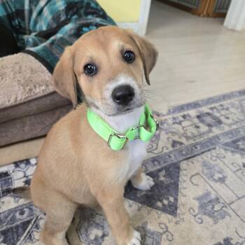Dobernees puppies -  Doberman Pinscher and Great Pyrenees Dog Available for Adoption in Knoxville, Tennessee - Dobernees Puppies | PetCurious