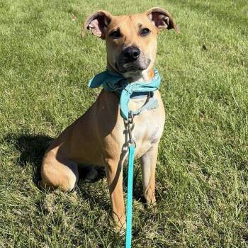 Titus -  Mixed Breed Dog for Adoption in Canal Winchester, Ohio - Titus | PetCurious