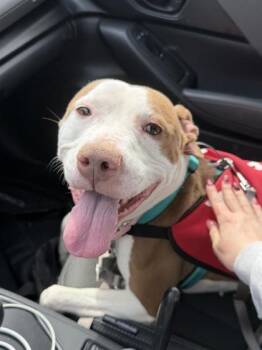 Mixed Breed Dogs Available for Adoption in West Chester, Pennsylvania - Mya | PetCurious