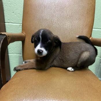 Terrier and Mixed Breed Dogs Available for Adoption in Irwin, Pennsylvania - Deanne | PetCurious